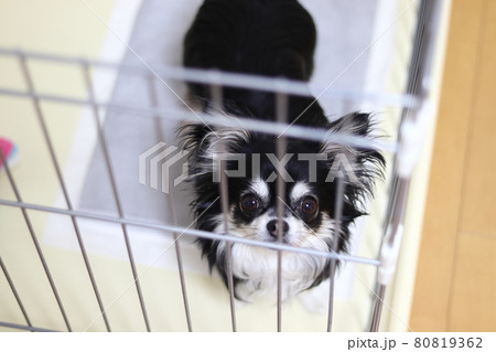 犬　トイレトレーニング　犬用サークル　チワワ 80819362