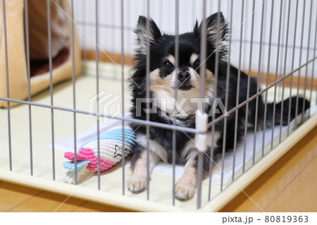 犬 トイレトレーニング 犬用サークル チワワ 犬 トイレトレーニング 犬用サークル チワワ 80819363