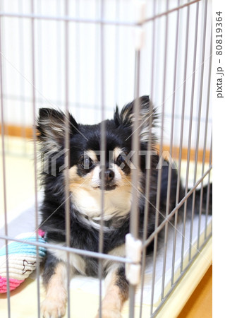 犬　トイレトレーニング　犬用サークル　チワワ 80819364