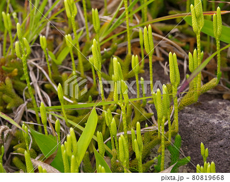 ヒカゲノカズラ 80819668