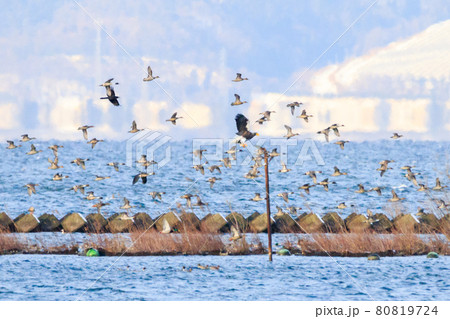 【オオワシ】水面で狩りをするオオワシ 80819724
