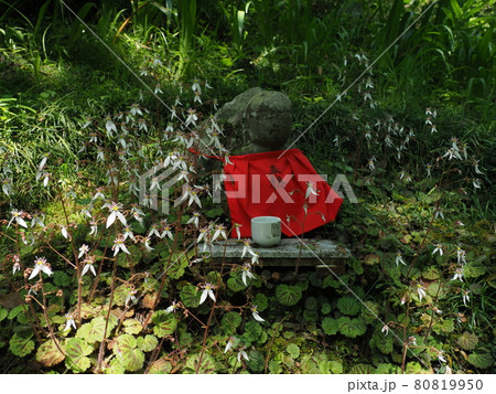 槇尾山の石仏とユキノシタの花 80819950