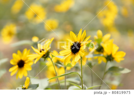 太陽を追いかけ大輪の花を咲かせるヒマワリ 80819975