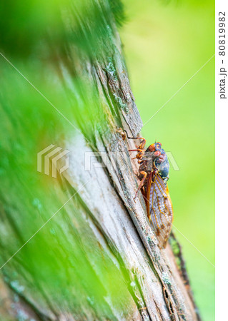 アブラ蝉 80819982