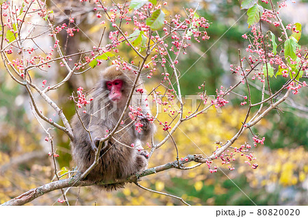 「長野県」上高地で見た二ホン猿 「長野県」上高地で見た二ホン猿 80820020