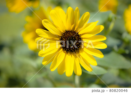 太陽を追いかけ大輪の花を咲かせるひまわり 太陽を追いかけ大輪の花を咲かせるひまわり 80820046