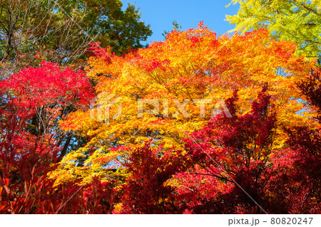 紅葉(大町市・霊松寺にて) 紅葉(大町市・霊松寺にて) 80820247