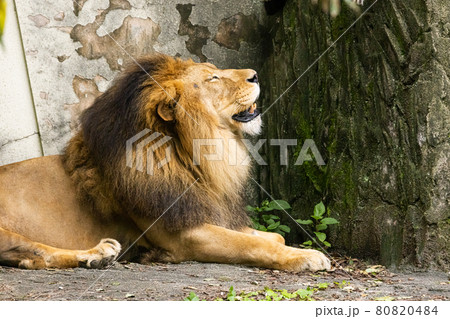 あくびするライオンの雄　広島県広島市安佐動物公園 80820484