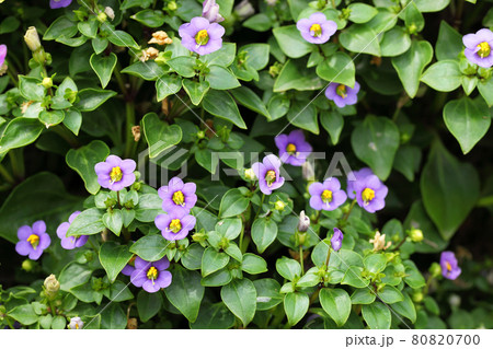 エキザカムの花の写真素材