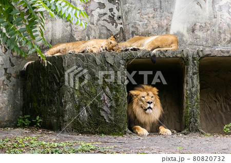 異性を意識するつがいのライオン　広島県広島市安佐動物公園 80820732