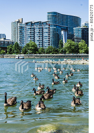 カナダ・バンクーバー近郊に生息するカナダグース カナダ・バンクーバー近郊に生息するカナダグース 80820775