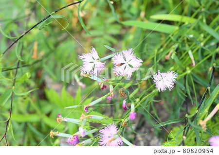 カワラナデシコの花 カワラナデシコの花 80820954