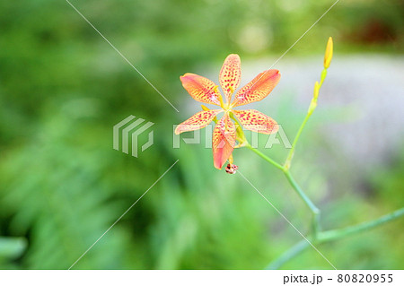 ヒオウギの花 80820955