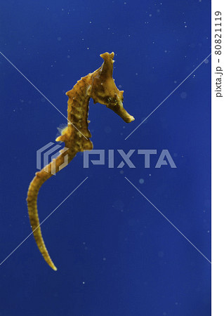 タツノオトシゴ ヨウジウオ 竜の落とし子 タツノオトシゴ ヨウジウオ 竜の落とし子 80821119