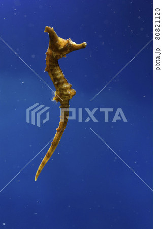 タツノオトシゴ ヨウジウオ 竜の落とし子の写真素材 [80821120] - PIXTA
