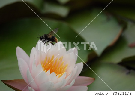 ピンクの羊草の花蜜吸うハナアブ 80821178