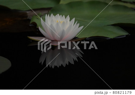 黒沢湿原の池面に映るピンクの羊草の花 80821179