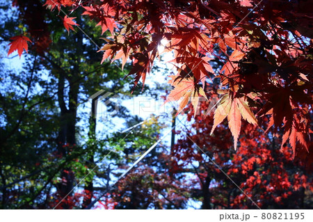 晴天の秋空のもと、真っ赤に色づくもみじ、カエデ 80821195