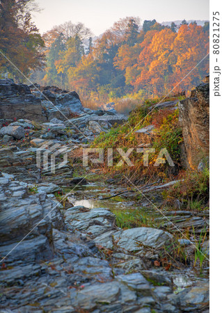 長瀞　秋の風景　蓬莱島公園の景色　朝日を浴びる紅葉　 80821275