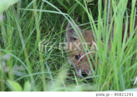 好奇心旺盛なキタキツネとかくれんぼ 北海道 宗谷 の写真素材
