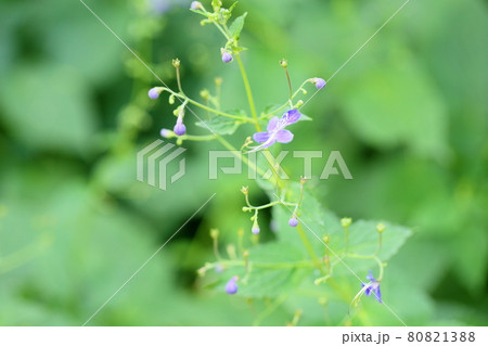 カリガネソウの花 80821388