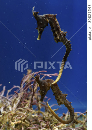 タツノオトシゴ　ヨウジウオ　竜の落とし子 80821548