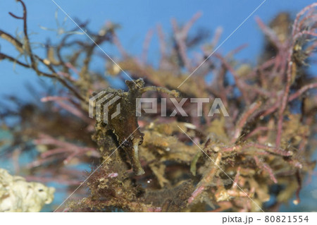 タツノオトシゴ ヨウジウオ 竜の落とし子 タツノオトシゴ ヨウジウオ 竜の落とし子 80821554