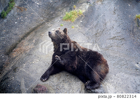 登別クマ牧場のヒグマ 80822314