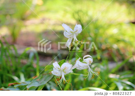 ユリの花 80822327