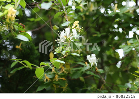 すいかずらの花 すいかずらの花 80822518