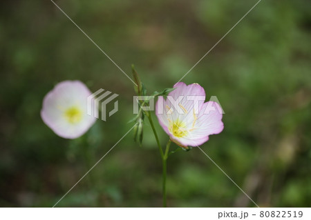 ヒルザキツキミソウの花 多年草 ヒルザキツキミソウの花 多年草 80822519
