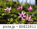 陽の光を透過する美しきカタクリの花【北海道 平取】 80822611
