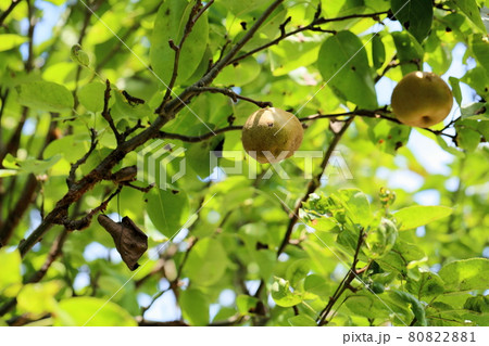 梨の実 梨の実 80822881