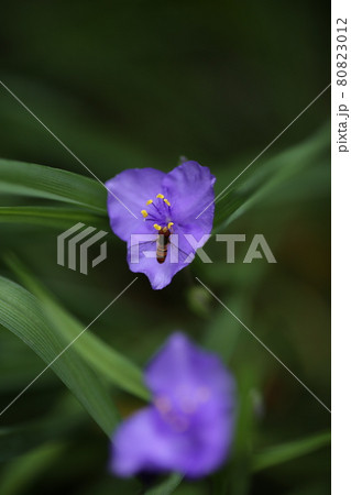 ムラサキツユクサの花と昆虫 ムラサキツユクサの花と昆虫 80823012