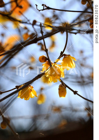 日向ぼっこをしているようなロウバイの花 日向ぼっこをしているようなロウバイの花 80823070