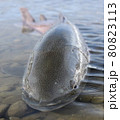 幻の魚 イトウの正面アングル【北海道 天塩川】 80823113