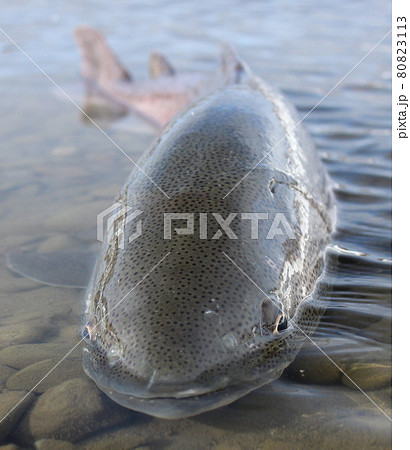 幻の魚 イトウの正面アングル 北海道 天塩川 の写真素材