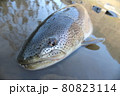 幻の魚 イトウのシンプル画像【北海道 天塩川】 80823114