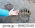 巨大なヒグマの足跡【北海道 中川町】 80823249