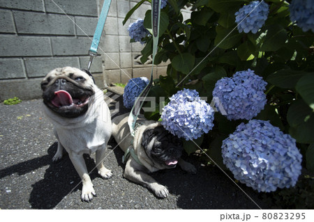 パグとの散歩道の発見 顔より大きい大きなアジサイ パグとの散歩道の発見 顔より大きい大きなアジサイ 80823295