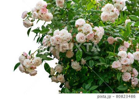Blooming rose bushes isolated on white background 80823486
