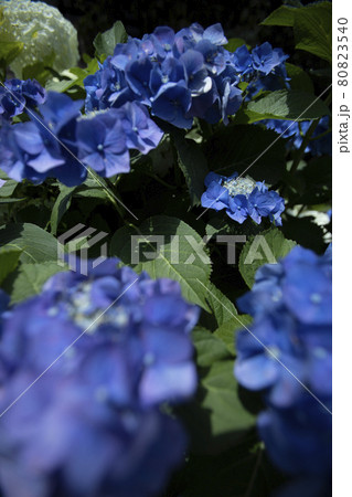 散歩道の発見 地元 身近な景色 水色のあじさい 散歩道の発見 地元 身近な景色 水色のあじさい 80823540
