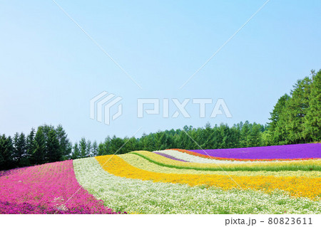 北海道　夏の青空　富良野の花畑 80823611