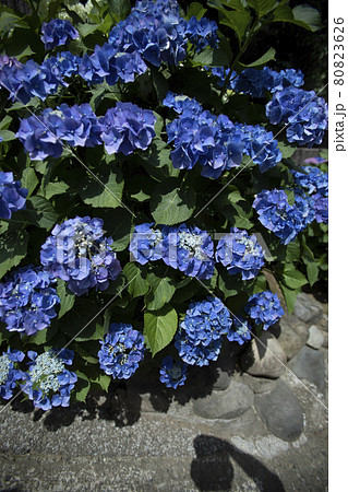 散歩道の発見 地元 身近な景色 道端のあじさい 散歩道の発見 地元 身近な景色 道端のあじさい 80823626