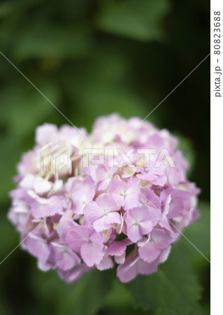 散歩道の発見 地元 身近な景色 散歩道の発見 地元 身近な景色 80823688