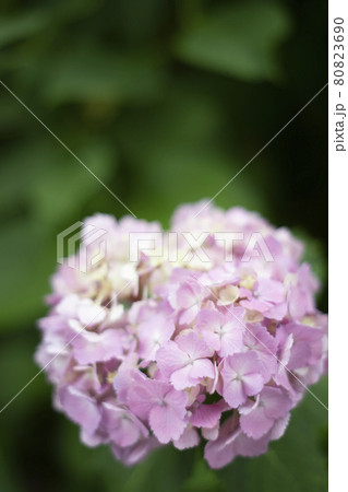 散歩道の発見 地元 身近な景色 散歩道の発見 地元 身近な景色 80823690