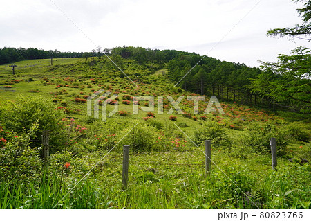 群馬・長野県境　湯ノ丸高原、鹿沢高原のレンゲツツジ群落 80823766