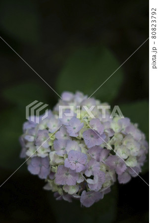 散歩道の発見　地元　身近な景色　パステルカラーの小さな一輪のあじさい 80823792