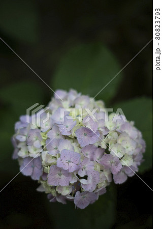 散歩道の発見　地元　身近な景色　パステルカラーの小さな一輪のあじさい 80823793