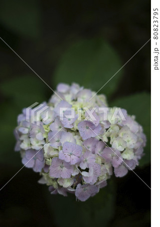 散歩道の発見　地元　身近な景色　パステルカラーの小さな一輪のあじさい 80823795